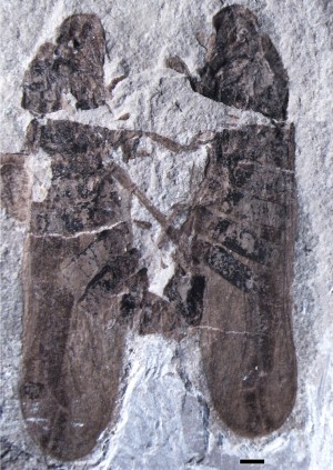 For 165 millioner år siden parede skumcikader sig nogen lunde som i dag. Foto: Li S, Shih C, Wang C, Pang H, Ren D, Forever Love