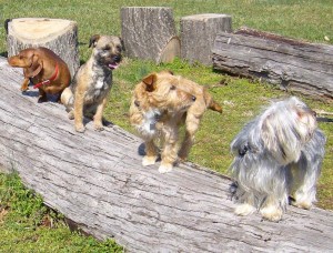 Fortidens ulve er blevet en meget varieret gruppe af hunde. Foto: Edouard Cadieu