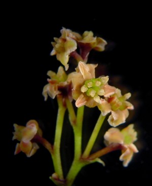 Studiet af generne i planten Amborella fortæller om de blomstrende planters udvikling. Foto: Sangtae Kim.