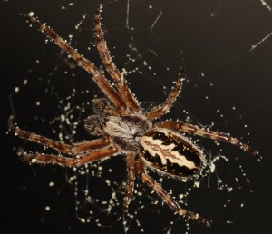 Edderkopper er ikke bare rå rovdyr, for de har også en sød tand for pollen. Foto: Dirk Sanders.