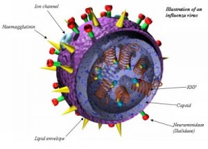 Med oplysninger fra myndighederne og Google kan man forudse en influenza epidemi. Grafik: National High Magnetic Field Laboratory, Florida State University, Tallahassee, Fla.