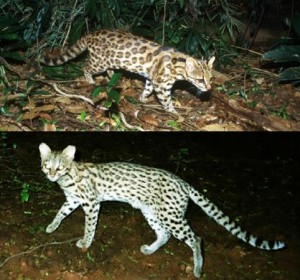 Tigrina-katten fra Brasilien viser sig nu at bestå af en nordøstlig og sydvestlig art. Foto: Projeto Gatos