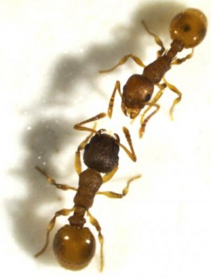 En nordamerikansk myreart tager slaver blandt nært beslægtede arter. Den nederste myre er slavejægeren og den øverste slaven. Foto: Miriam Papenhagen.