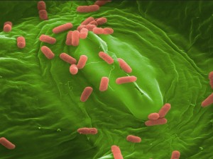 Konserveringsmidler i maden i små doser kan gøre bakterier resistente over for antibiotika. Foto: Rob Shaw.