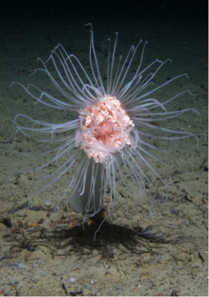 Der bliver færre og mindre dyr på oceanernes bund i takt med at klimaet bliver varmere. Foto: National Oceanography Centre.