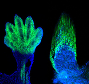 Fingrene i firbenede dyr og strålerne i fisks finner stammer fra de samme celler i fostret. Det viser at evolutionen har formmet håndknoglerne af finnestråler. Foto: Shubin laboratory