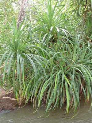 Mellem rødderne på planten Pandanus candelabrum, er der en god chance for at finde diamanter. Foto: Marco Schmidt.