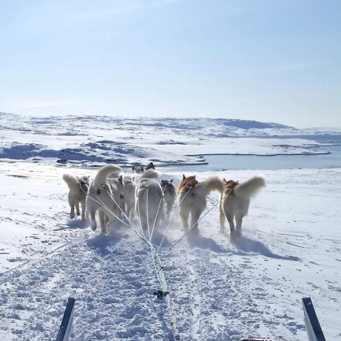 Grønlandske slædehunde har eksisteret i 2.000 år